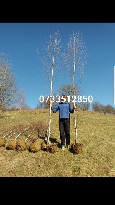 Mesteacan alb - tei argintiu - platani- stejar verde-frasin- artar ve