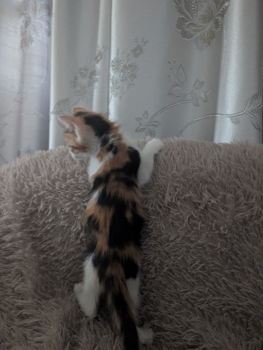 Отдам котенка бесплатно