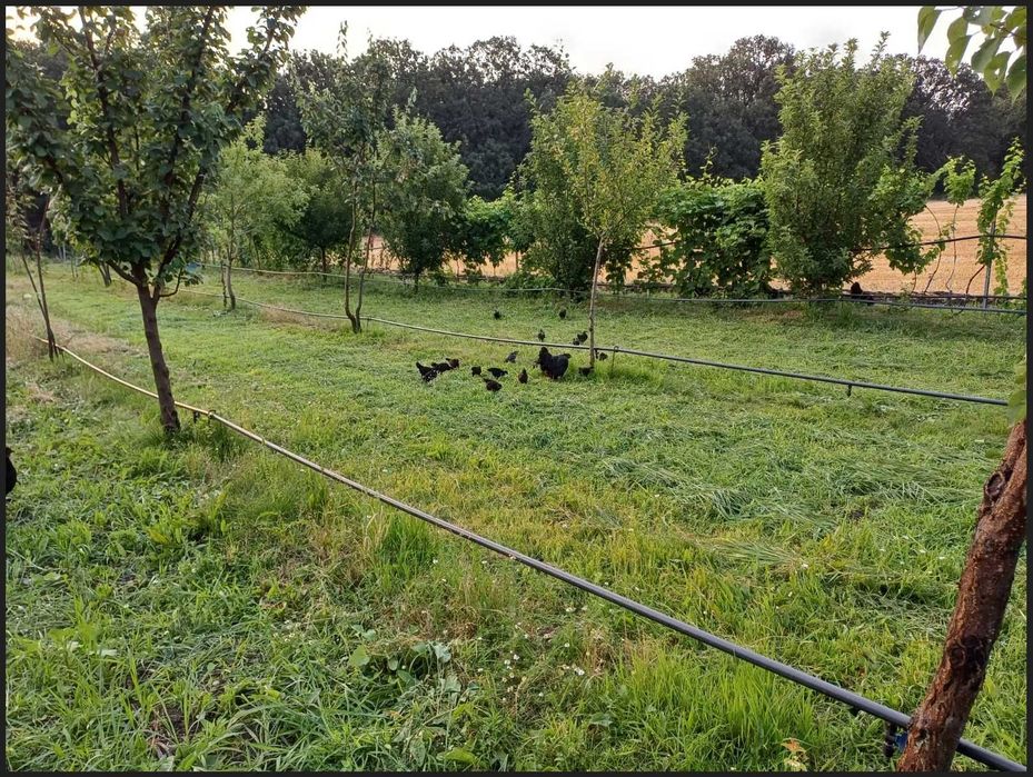 Vand oua  de gaini Australorp, pentru incubatie sau consum bio.