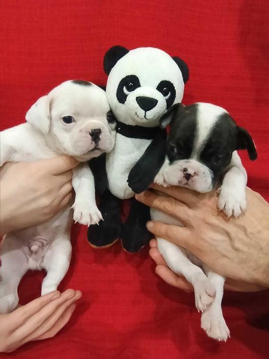 Продам двух щенков (мальчиков) французского бульдога