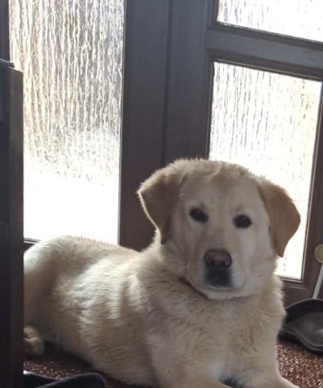 Donez labrador femela