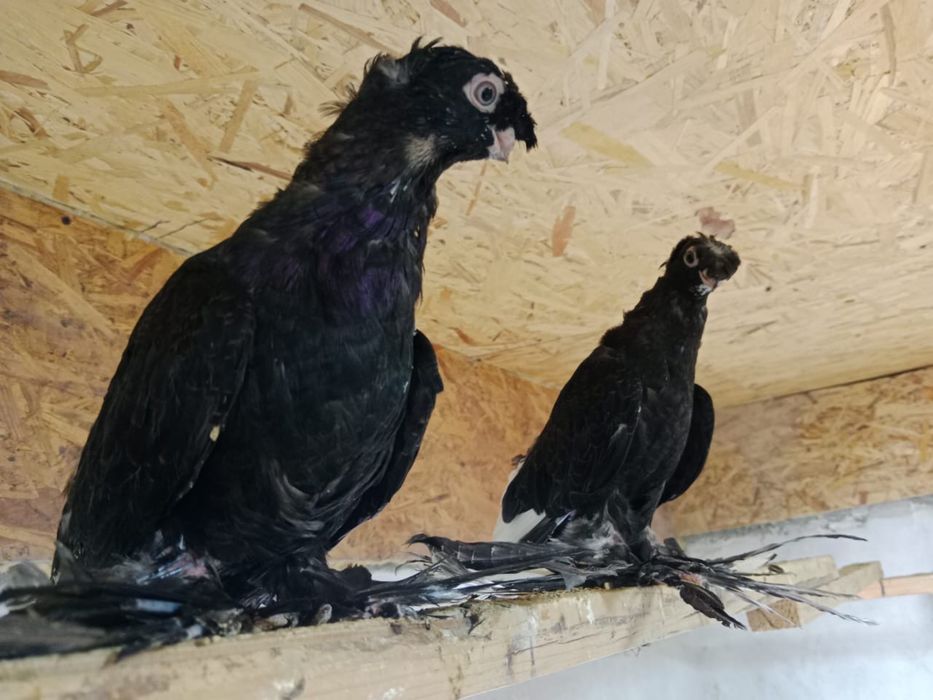 Продам   голубей