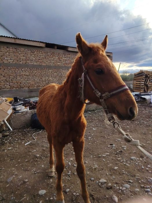 Таи сатылады срочна