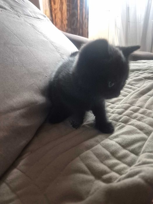Отдам котенка в добрые руки