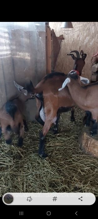 Capra alpina franceza cu 2 iezi