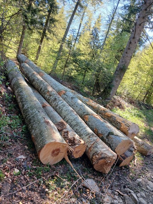 Cherestea netivita fag, bustean gater fag