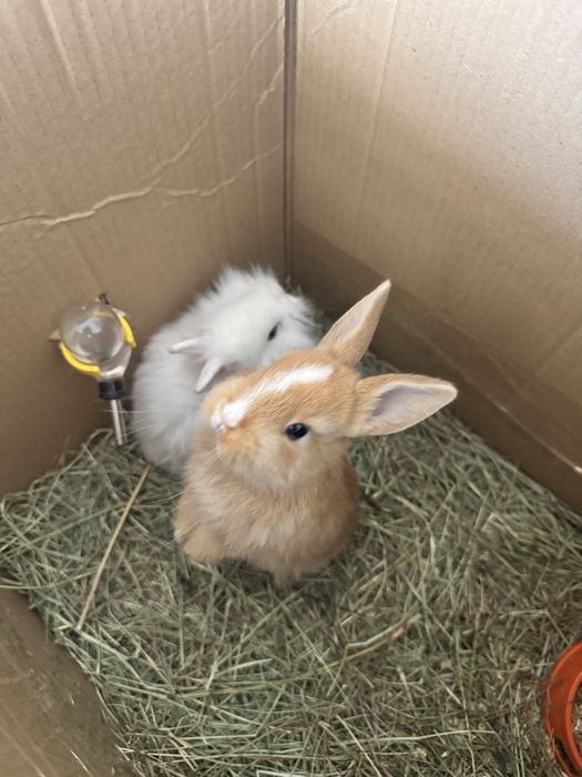 Деоративный кролики