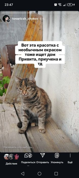 Отдам в добрые руки