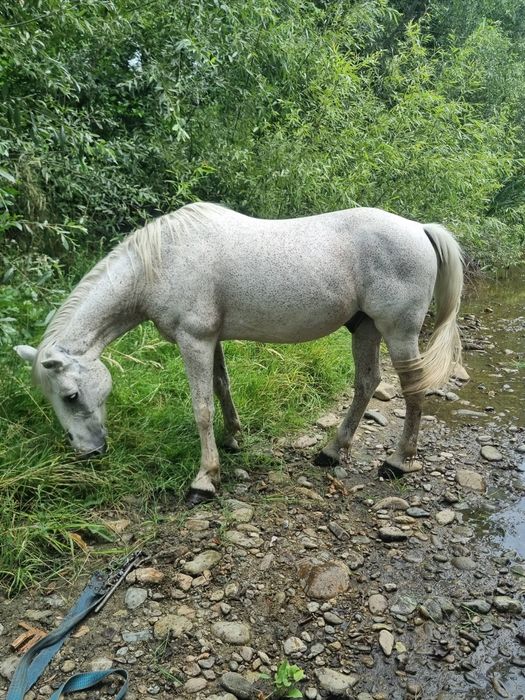 Vând cal în vârstă de 12 ani
