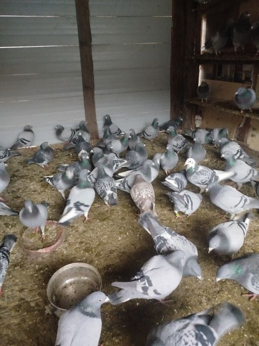 Vand porumbei voiajori