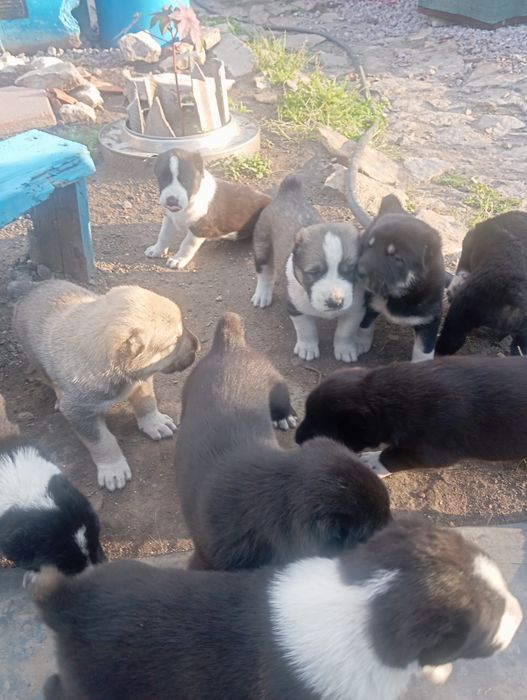 Алабай щенки САО