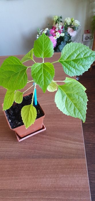 Продам клеродендрум филиппинский