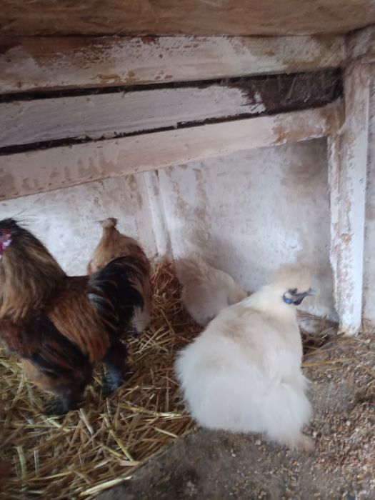 Oua incubat Mătase japoneza