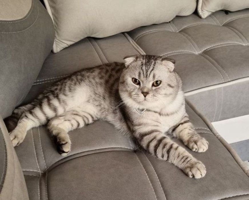 Серебристый табби шиншилла мальчик