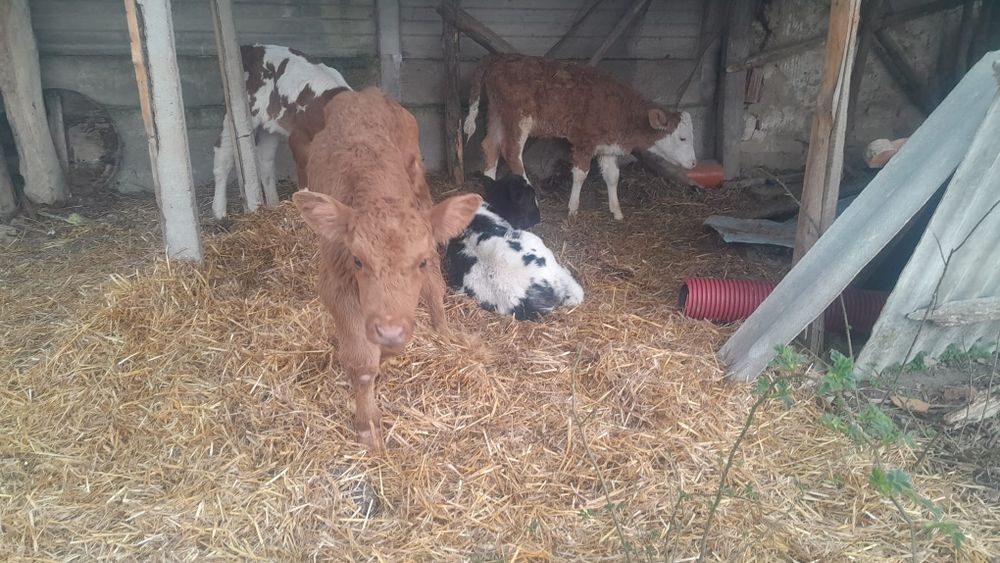 De vânzare viței !