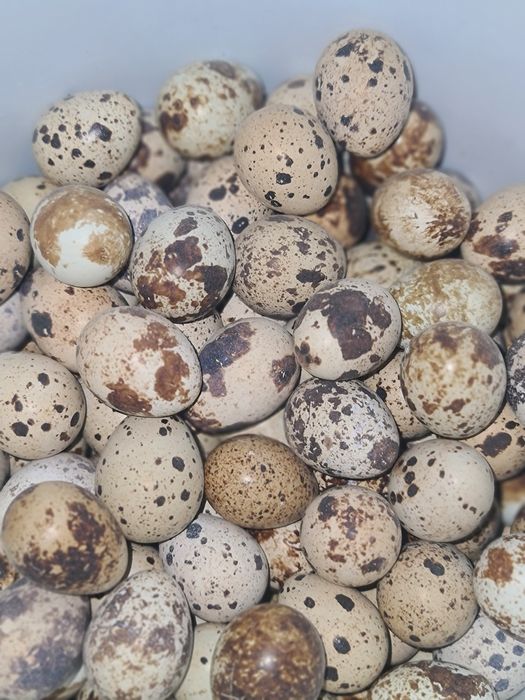 Перепелинные яйца