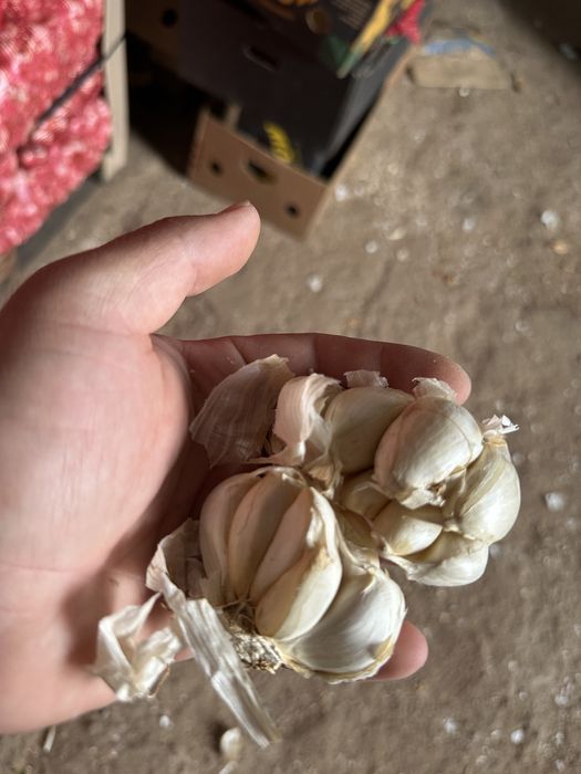 Usturoi pentru plantat