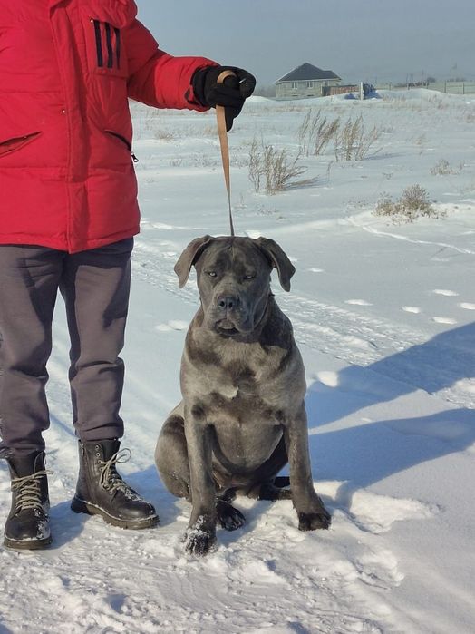 Продаётся девочка кане-корсо