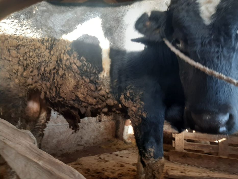 2.6жас бұқа сатылады.