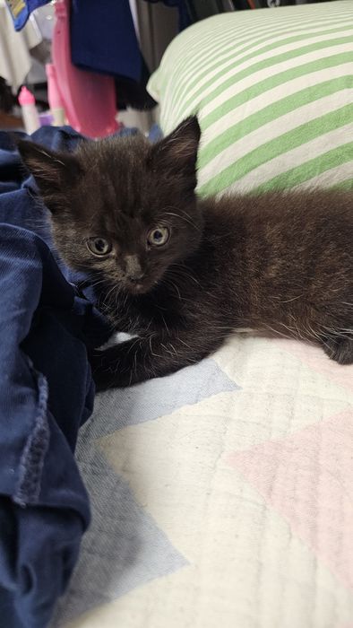 Котята бесплатно