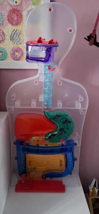 Скелет човешкото тяло и модел хранисмилателна система