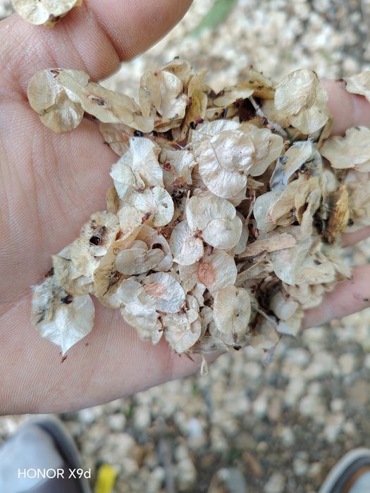 Qayrag'och urug'lari sotiladi