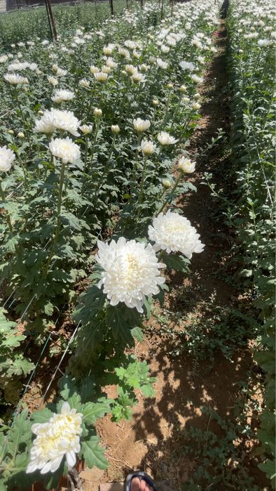 Xrizantema shtuchniy kochatiga zakaz olamiz beliy medved sarq xrustal