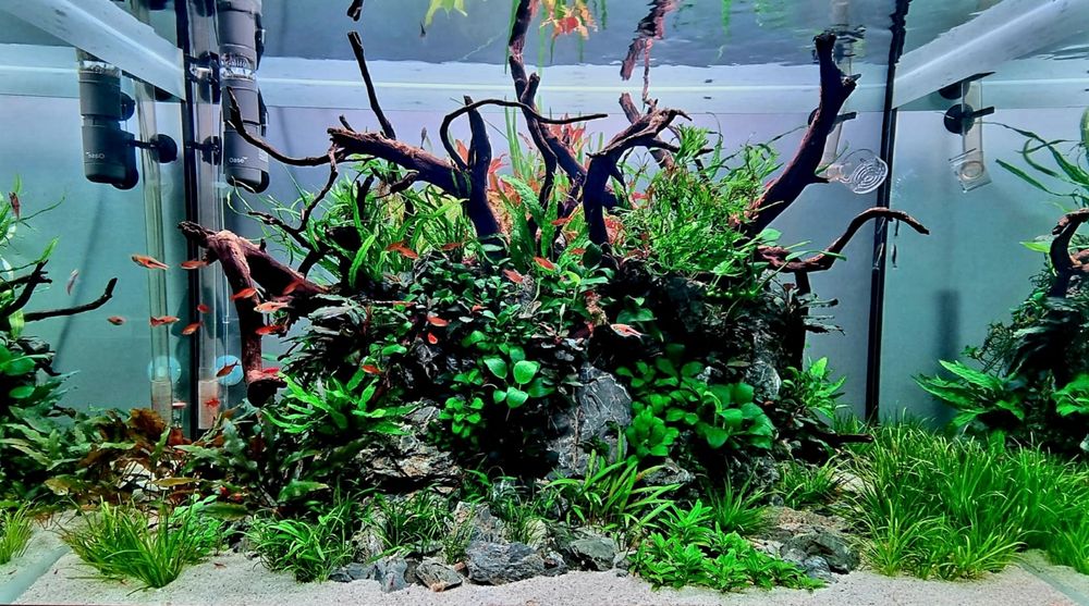 Servici intretinere mentenanta curatare aranjament acvariu apa dulce