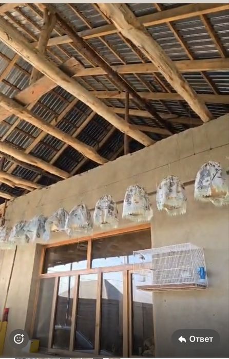 Певчие перепелки все в пении