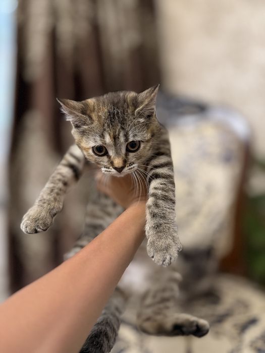 шотландские  котята