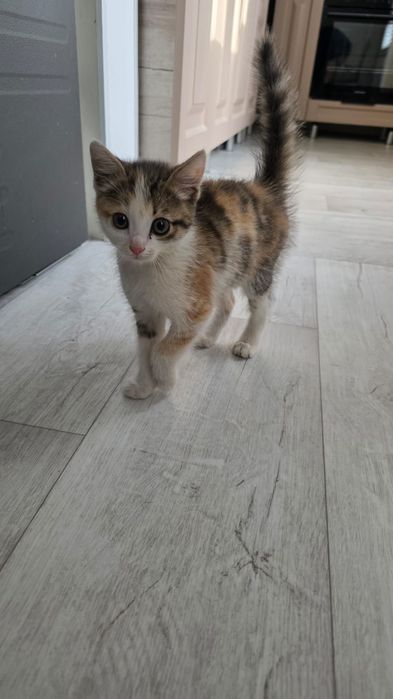 Отдам котёнка, девочка. Подобрали на улице