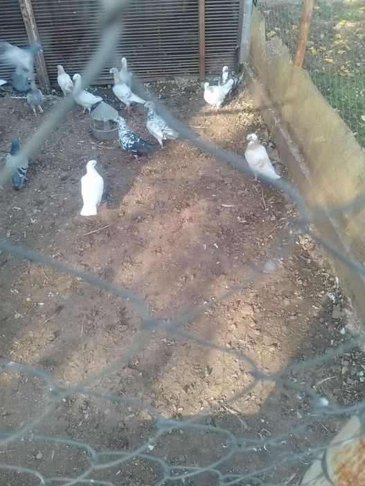 Vand porumbei voiajori germani 6 bucăți albi,preț 50 lei bucata