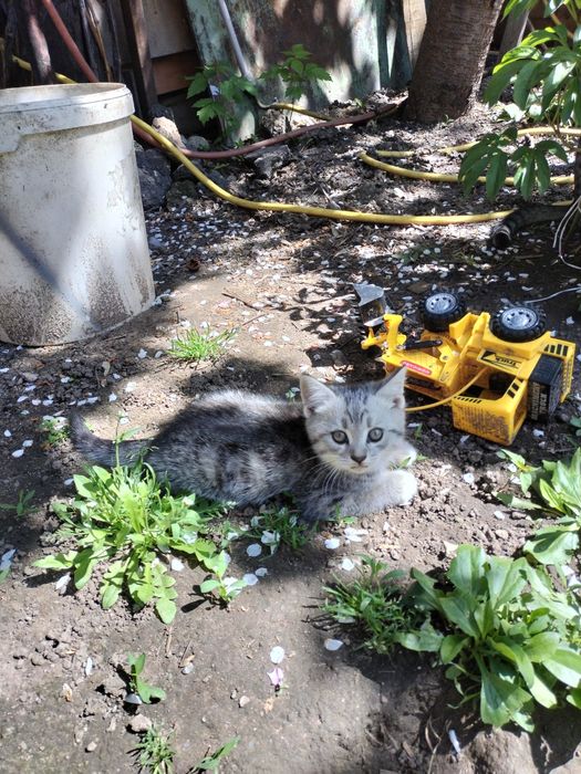 Скоттиш Страйт котенок