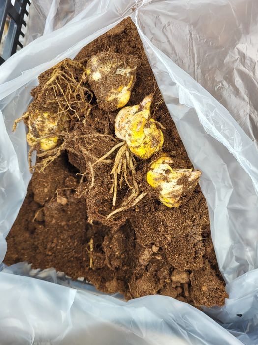 Vând bulbi de crini,lalele zambile narcise,bujori