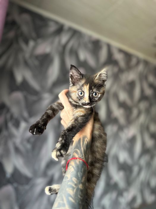 Кошечка 2 месяца