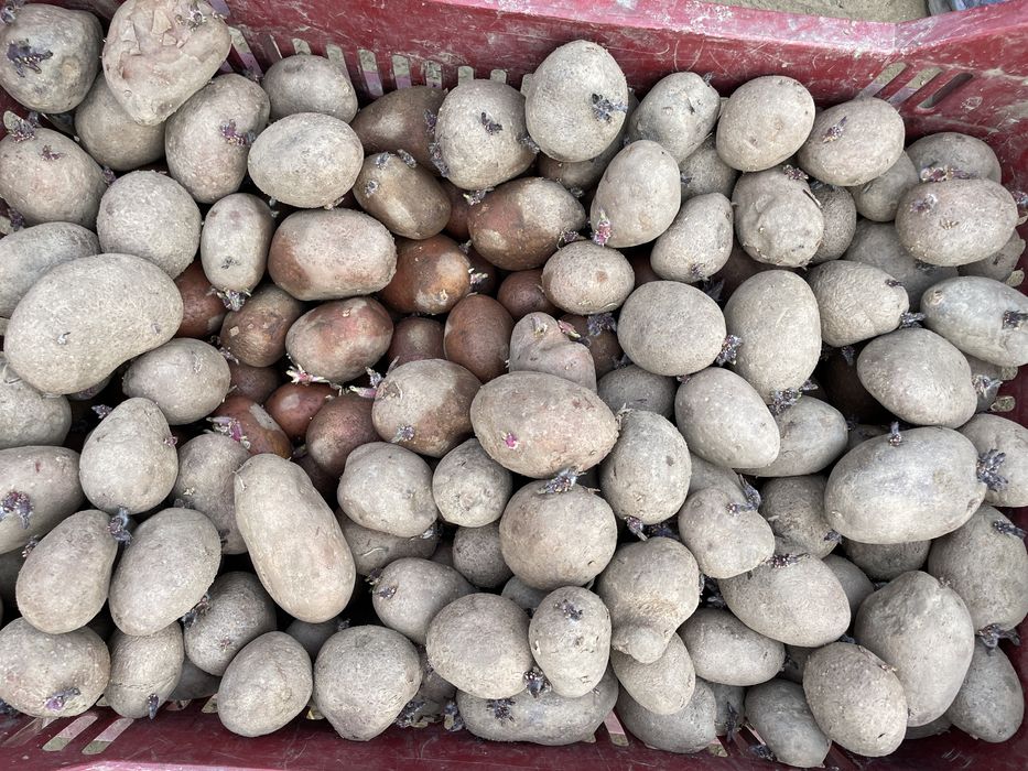 Cartofi de sământa,Arizona