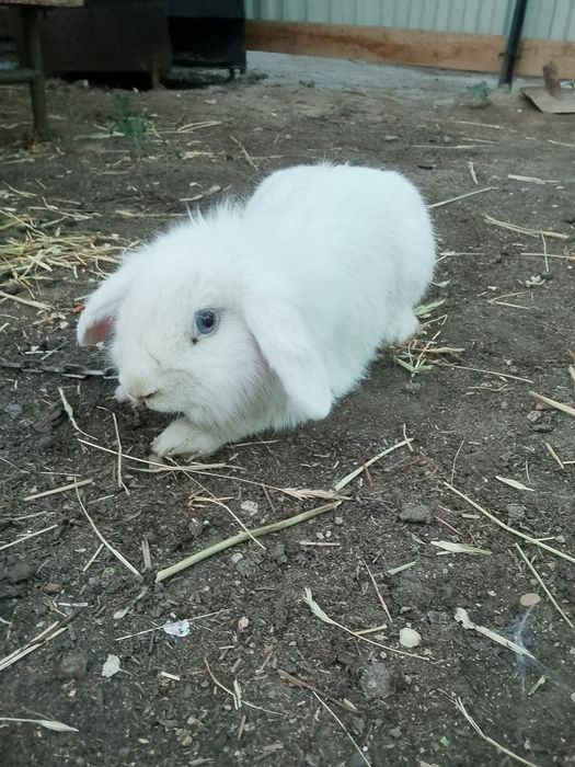 Продам кролика декротивный