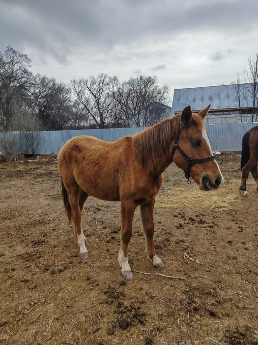 Продам лошадь байтал