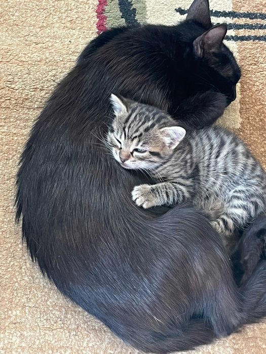 Puiuti pentru adoptie