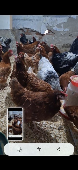 disponibile gaini outoare