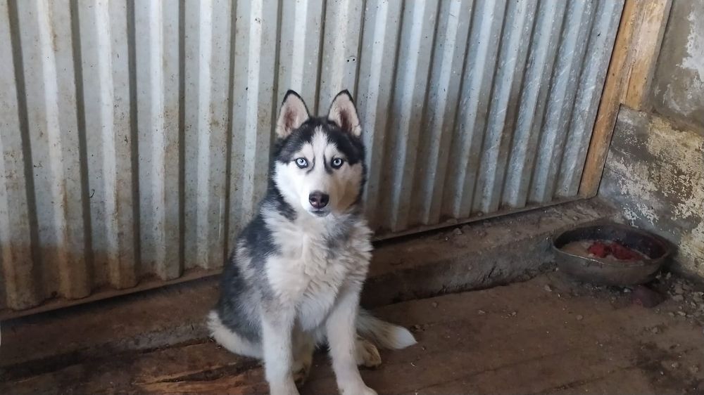 Хаски күшігі сатылады