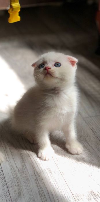 Вислоухие котята