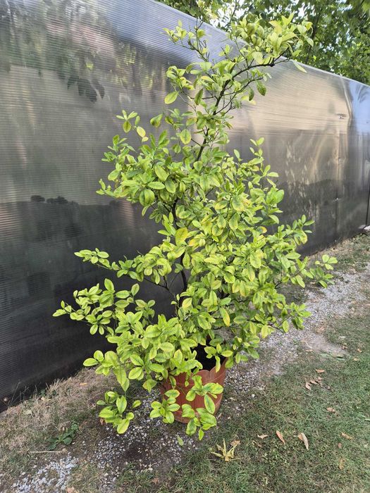Mandarin-calamondin, pe rod, 1,75m inaltime