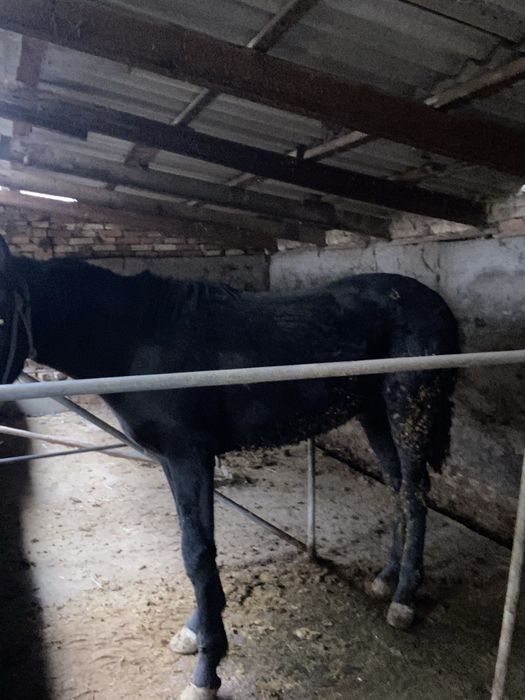 согым почти 1 жас 9ай