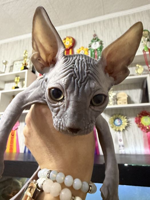 Продам котёнка Канадский Сфинкс