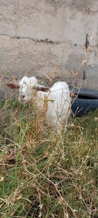 Заненский лақ  7 айдан асқан