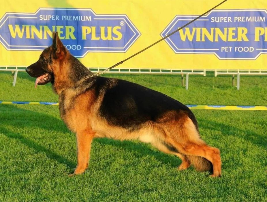 Mascul cu pedigree 18 luni cu par scurt