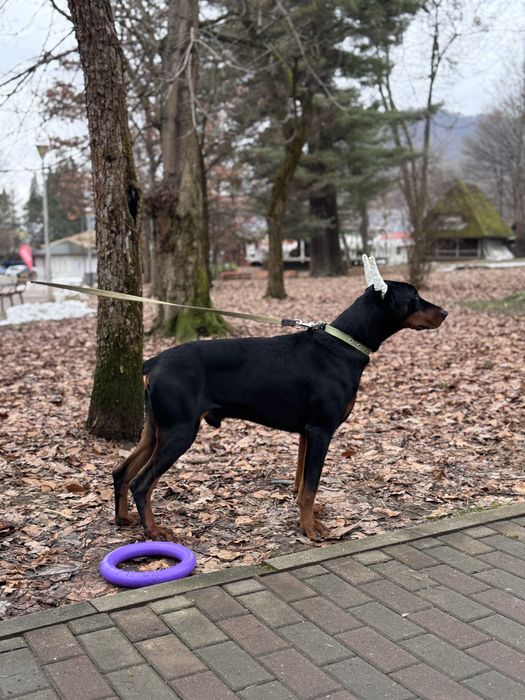 Căței Doberman cu pedigree