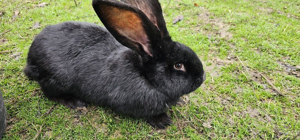 Urias de Transilvania