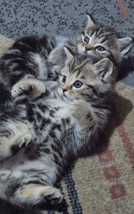 Отдам котят в добрые руки